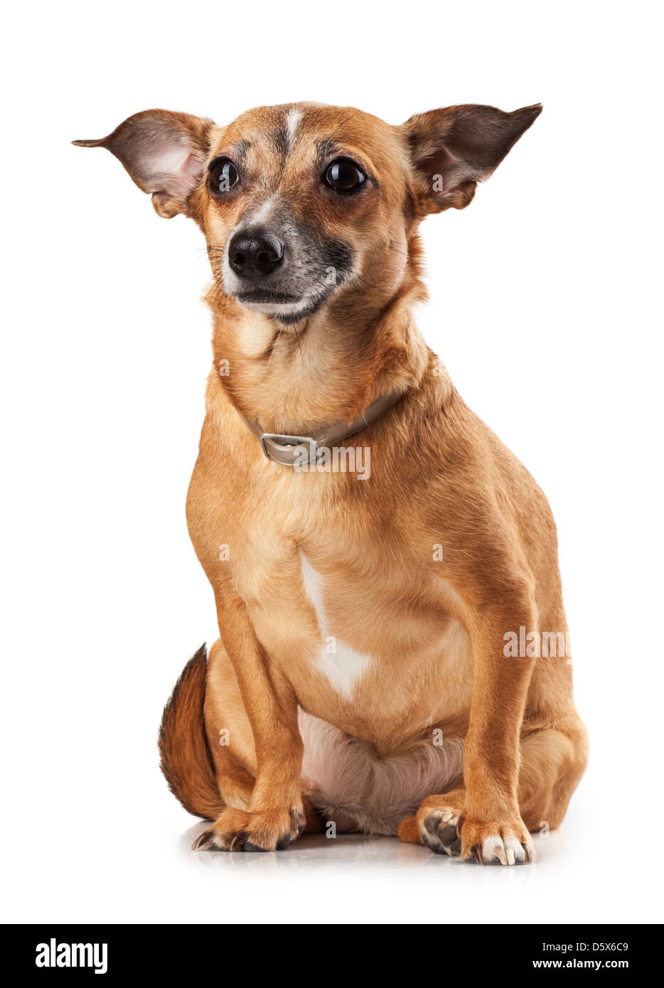 Fédération de toy terrier est un chien mini Banque D'Images