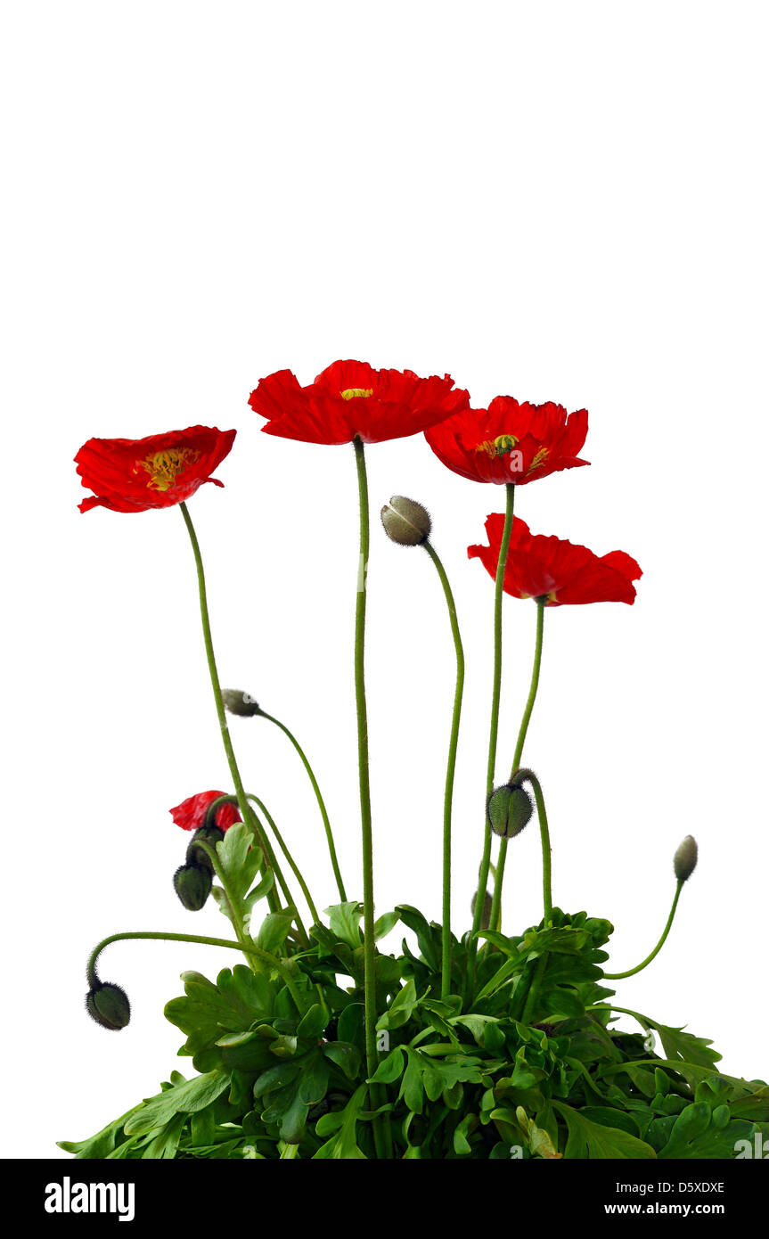 Coquelicot Banque D'Images