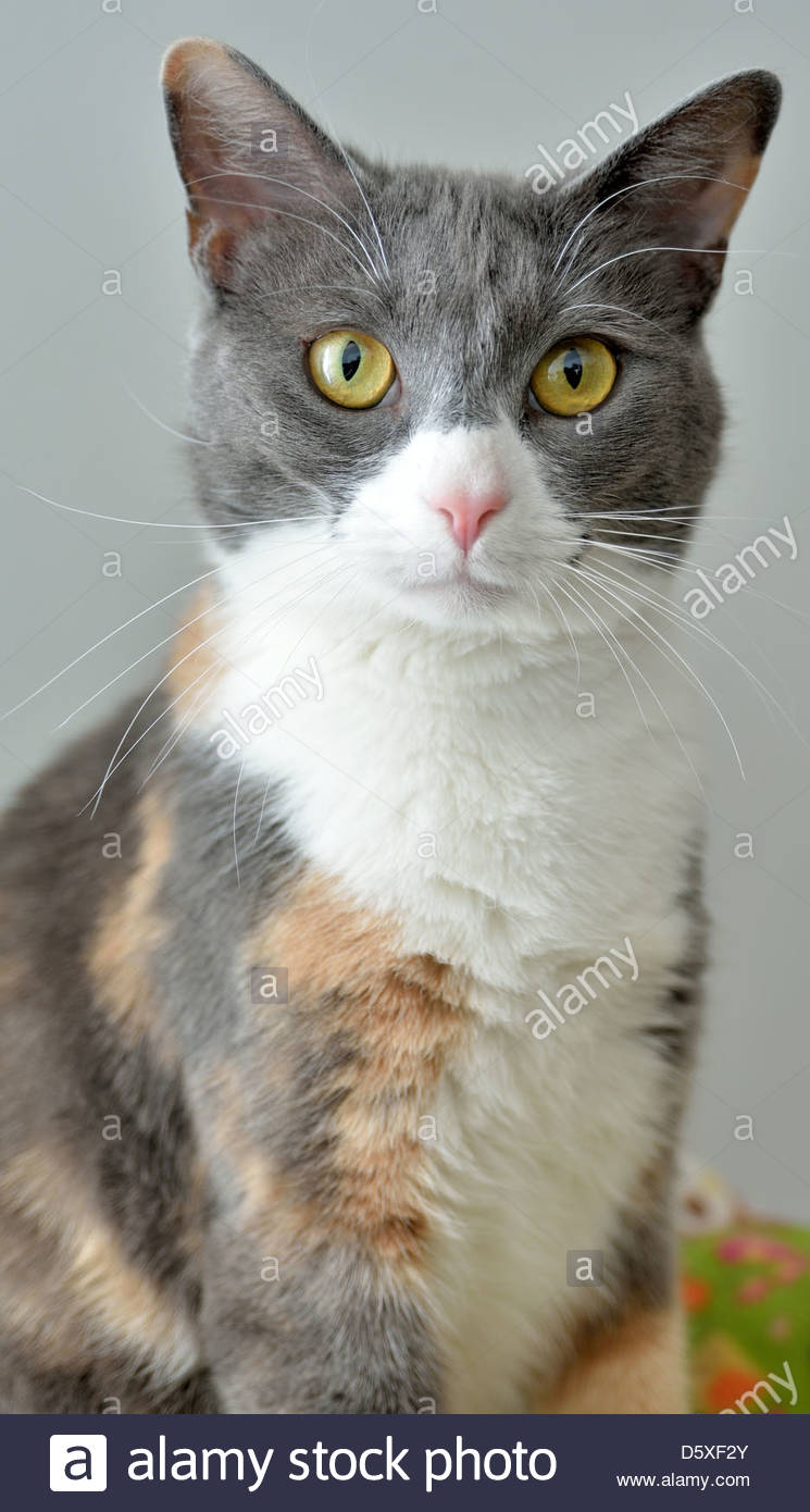 Adorable Portrait De Chat Chat Multi Couleur Gris Avec Haut De La Tete Et Le Nez Et Le Menton Blanc Photo Stock Alamy Adorable Portrait De Chat Chat Multi Couleur Gris Avec Haut De La Tete Et Le Nez Et Le Menton Blanc Photo Stock Alamy