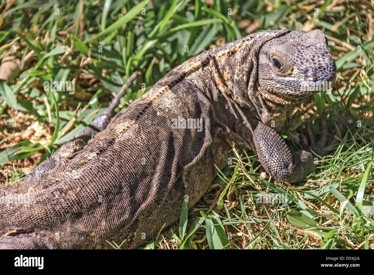 Iguane femelle basking Yucatan Mexique Banque D'Images