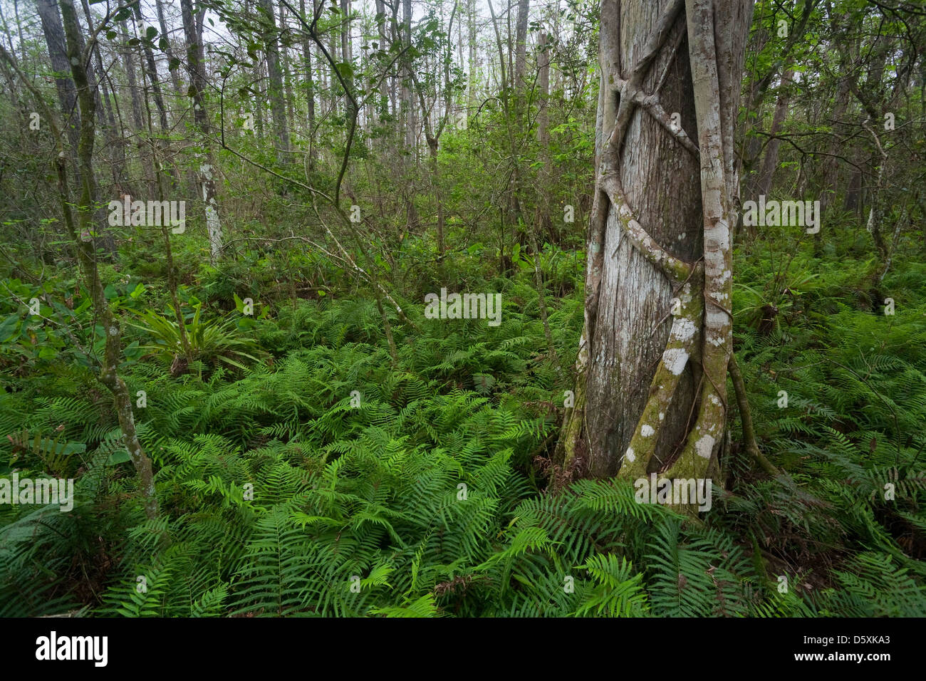 Cyprès chauve (Taxodium distichum) avec STRANGLER FIG (Ficus aurea), tire-bouchon Audubon Swamp Sanctuary, en Floride, aux États-Unis. Banque D'Images