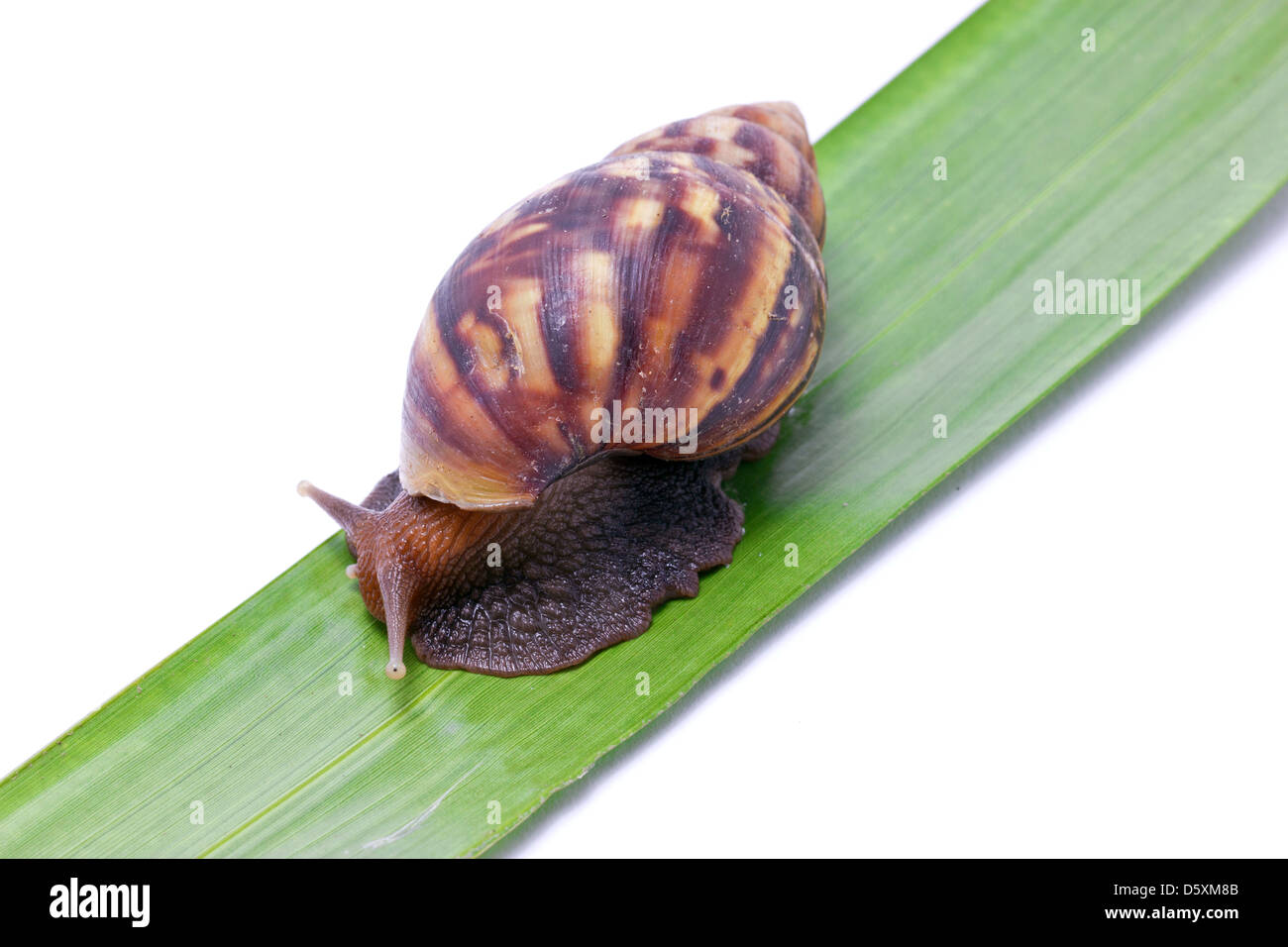 Balades de l'Escargot sur vert partir. Banque D'Images