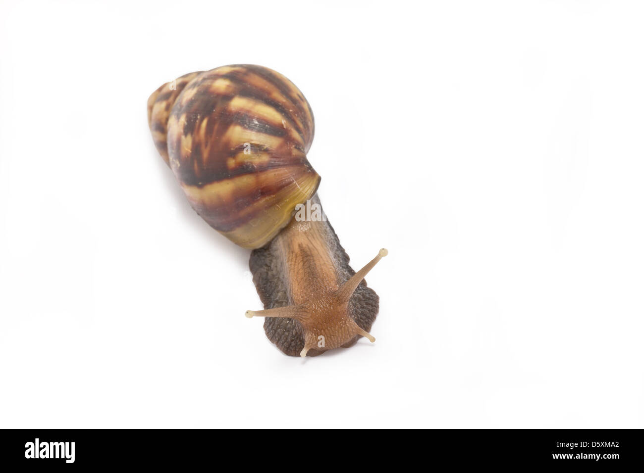 Snail isolé sur fond blanc. Banque D'Images
