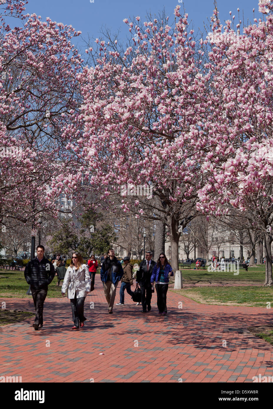 Saucer Magnolia arbre en fleurs (Magnolia x Soulangeana) Magnoliaceae Banque D'Images