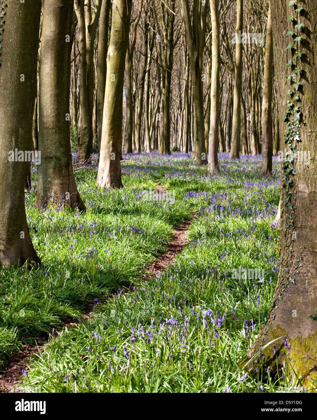 Bluebells au printemps avec sentier forestier à travers les arbres Banque D'Images