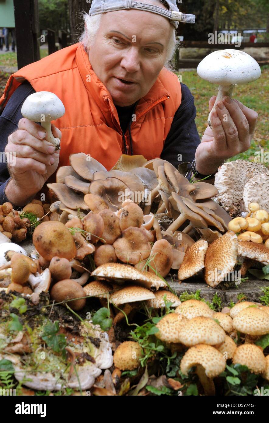 Consultants et experts de champignons de la Société allemande de la mycologie Peter Rohland montre un Agaricus arvensis, également connu sous le nom de cheval, de champignons (R) et d'un poison de l'Agaricus dans un parc à Leipzig, Allemagne, 09 octobre 2012. Pendant le début de la saison des champignons champignons l'expert donne des conseils pour les ramasseurs de champignons. Photo : Waltraud Grubitzsch Banque D'Images