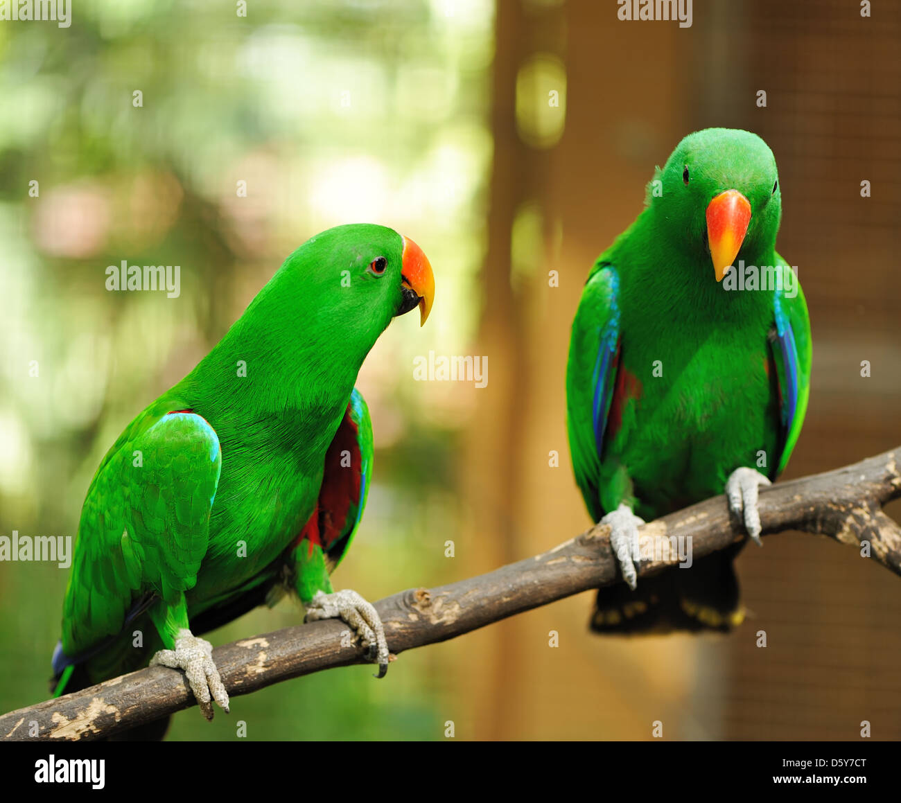 Couple de perroquets eclectus vert Banque D'Images