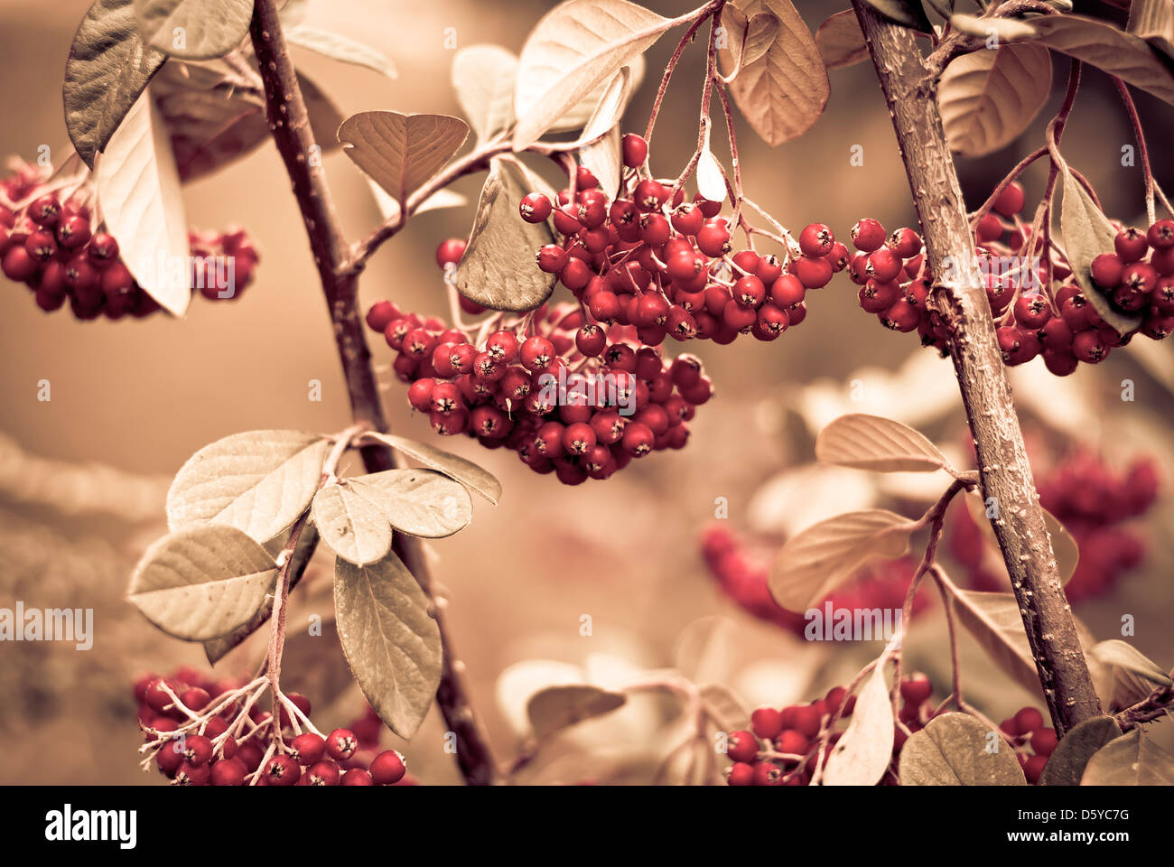 Bouquet de fruits rouges de l'aubépine Banque D'Images