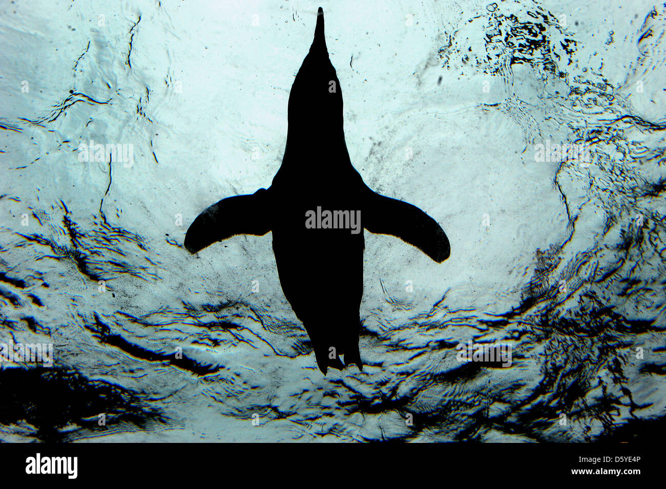 Un manchot nage dans une piscine au zoo de Hanovre, Allemagne, 06 avril 2012. Zoo de Hanovre est de commencer la saison avec des nouveautés comme 'l'extrême nord de la penguin zoo au monde', à savoir des animaux et de l'expérience tactile et le paradis des rongeurs avec tubes rampant. Photo : Peter Steffen Banque D'Images