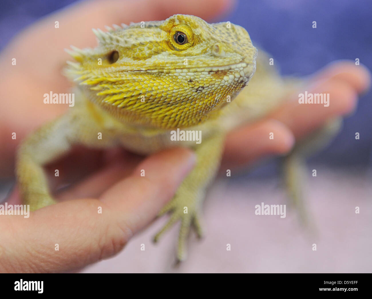 Un gardien présente un pogona, communément connu sous le nom de dragon barbu, à un refuge pour animaux à Hambourg, Allemagne, 13 mars 2012. Les gens disposés à garder les animaux dangereux ou exotiques, tels que des serpents venimeux, des araignées ou des reptiles, à la maison, aura besoin d'un permis dans un proche avenir à Hambourg. Garder ces animaux est interdite et chargés d'une 50 000 euros d'amende. L correspondant Banque D'Images