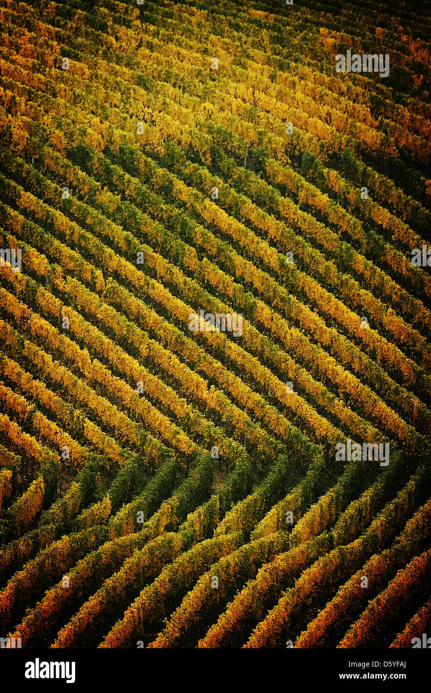 Les feuilles de vignes dans un vignoble se autumnally colorés en Hattenheim, Allemagne, 23 octobre 2012. Photo : FREDRIK VON ERICHSEN Banque D'Images