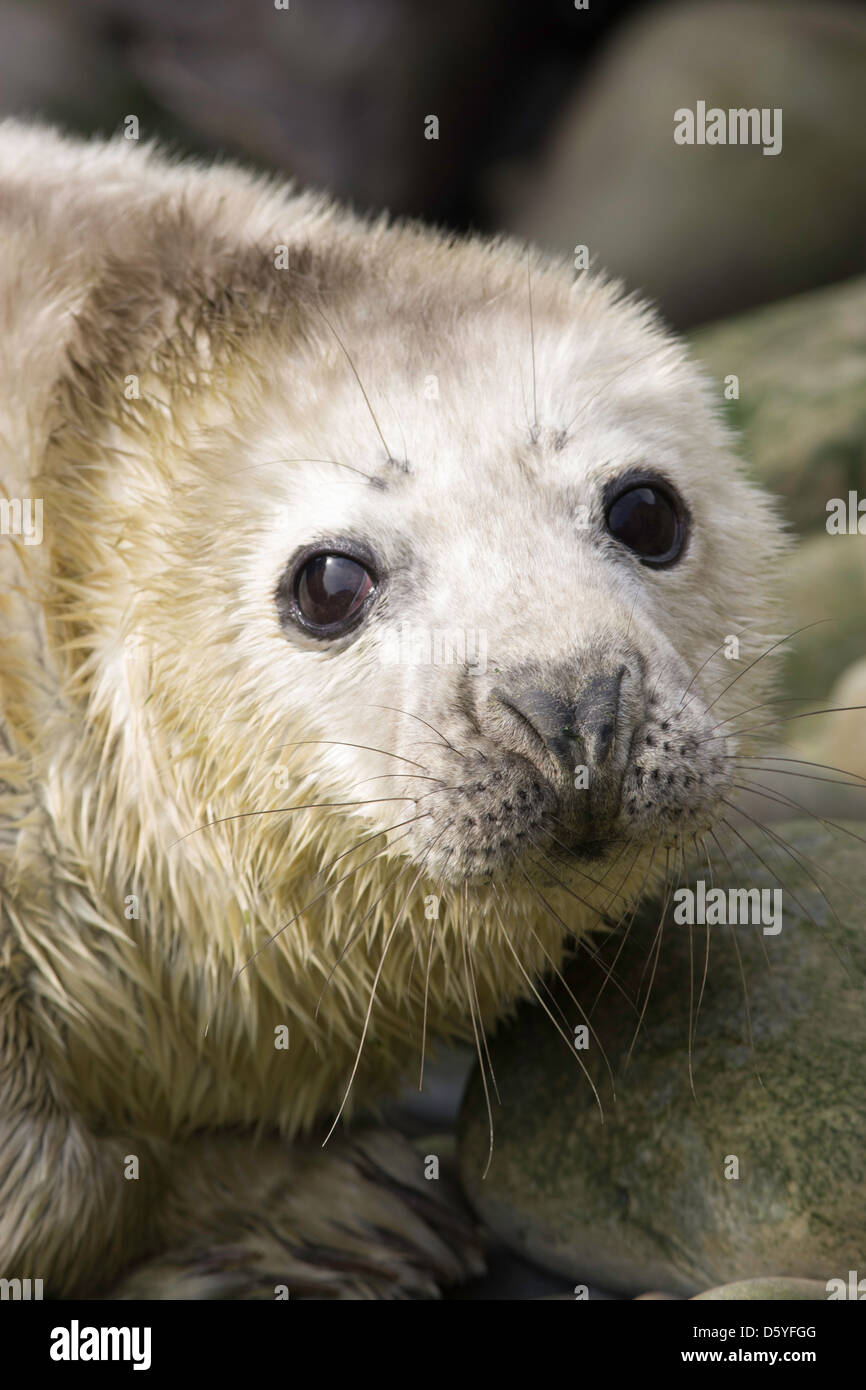 Halichoerus grypus - bébé phoque gris Banque D'Images