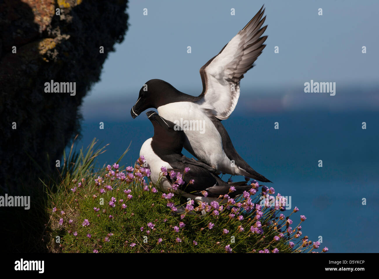 Alca torda - une paire de petits pingouins l'accouplement sur la falaise, entouré par la mer de l'économie. Banque D'Images