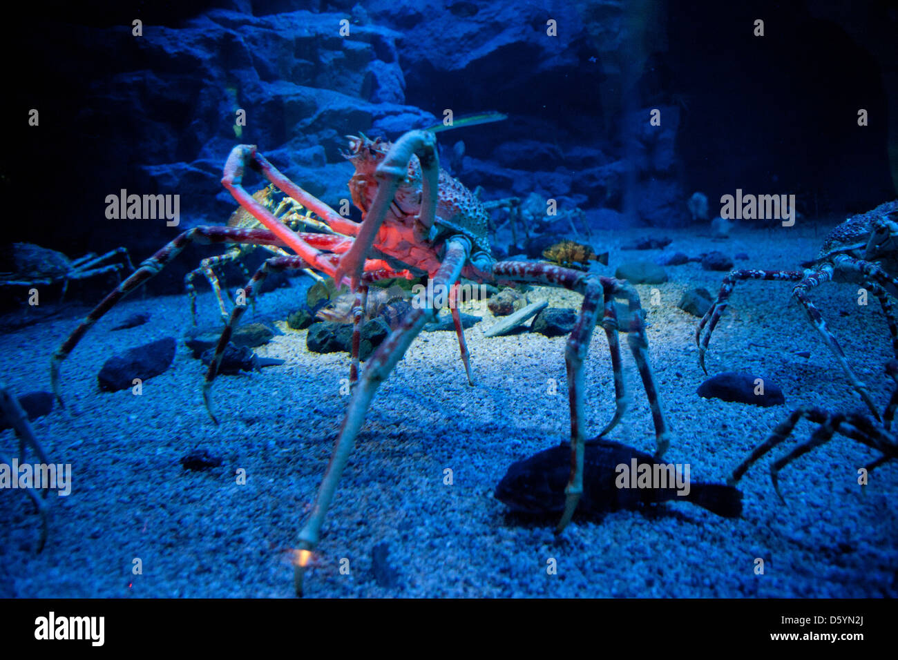 Araignée japonaise Banque de photographies et d’images à haute résolution Alamy