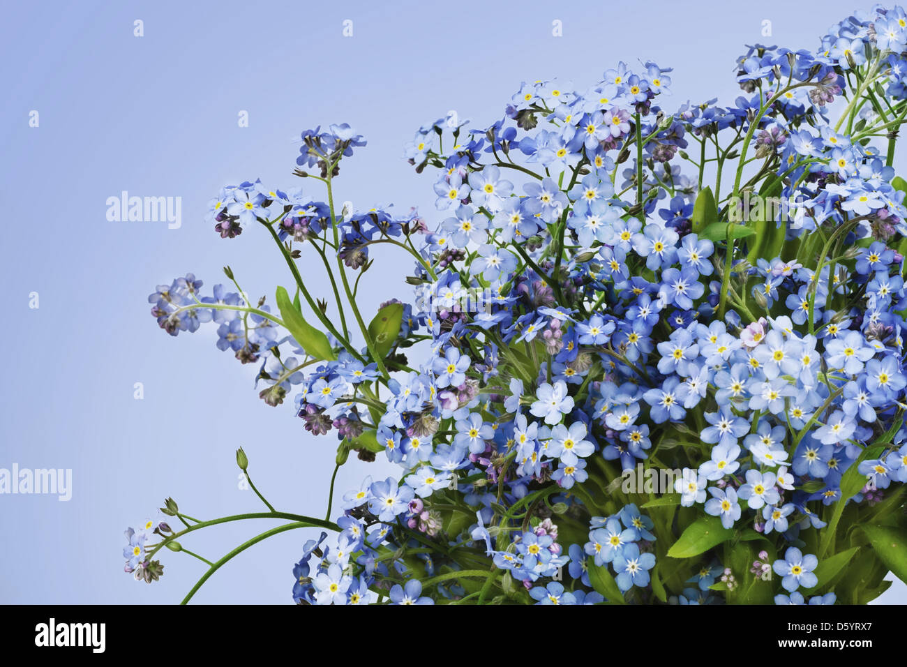 Forget me nots fond printemps Myosotis Banque D'Images