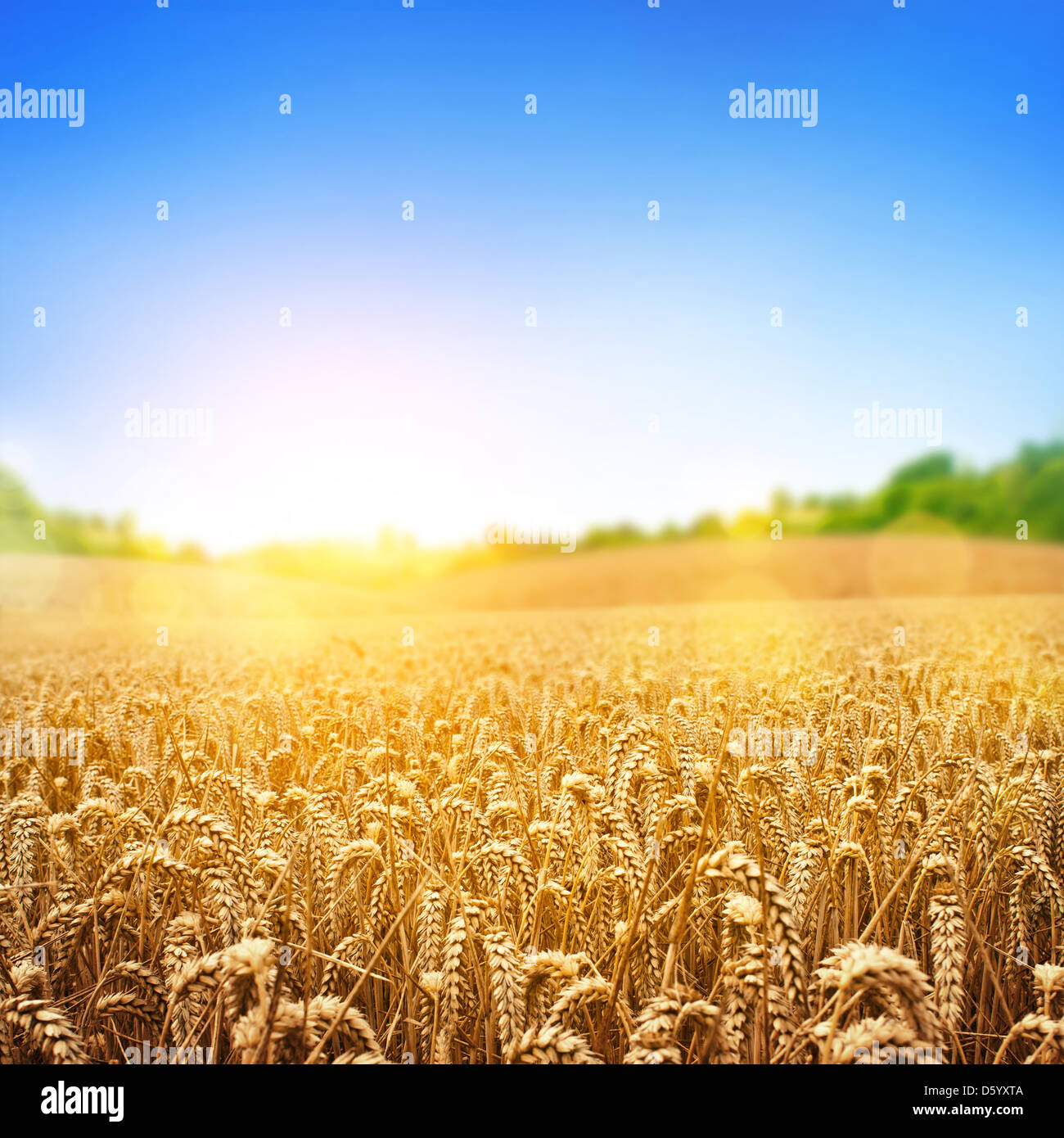 Un champ de blé, de blé. Banque D'Images