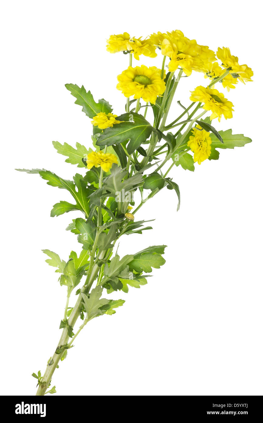 Direction générale de chrysanthèmes jaunes solitaires Banque D'Images