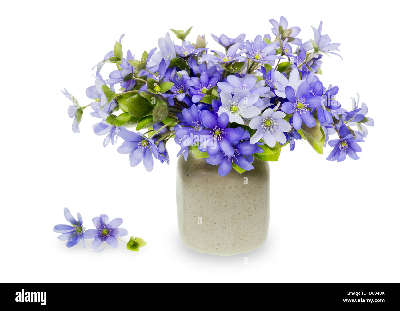 Les premières fleurs de printemps après la pluie Banque D'Images