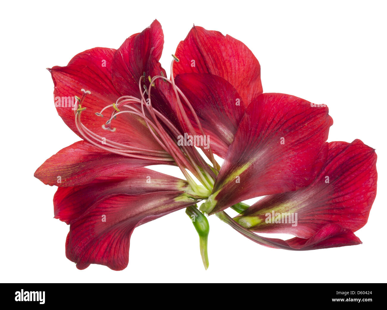 Anatomie de l'usine rouge Banque D'Images