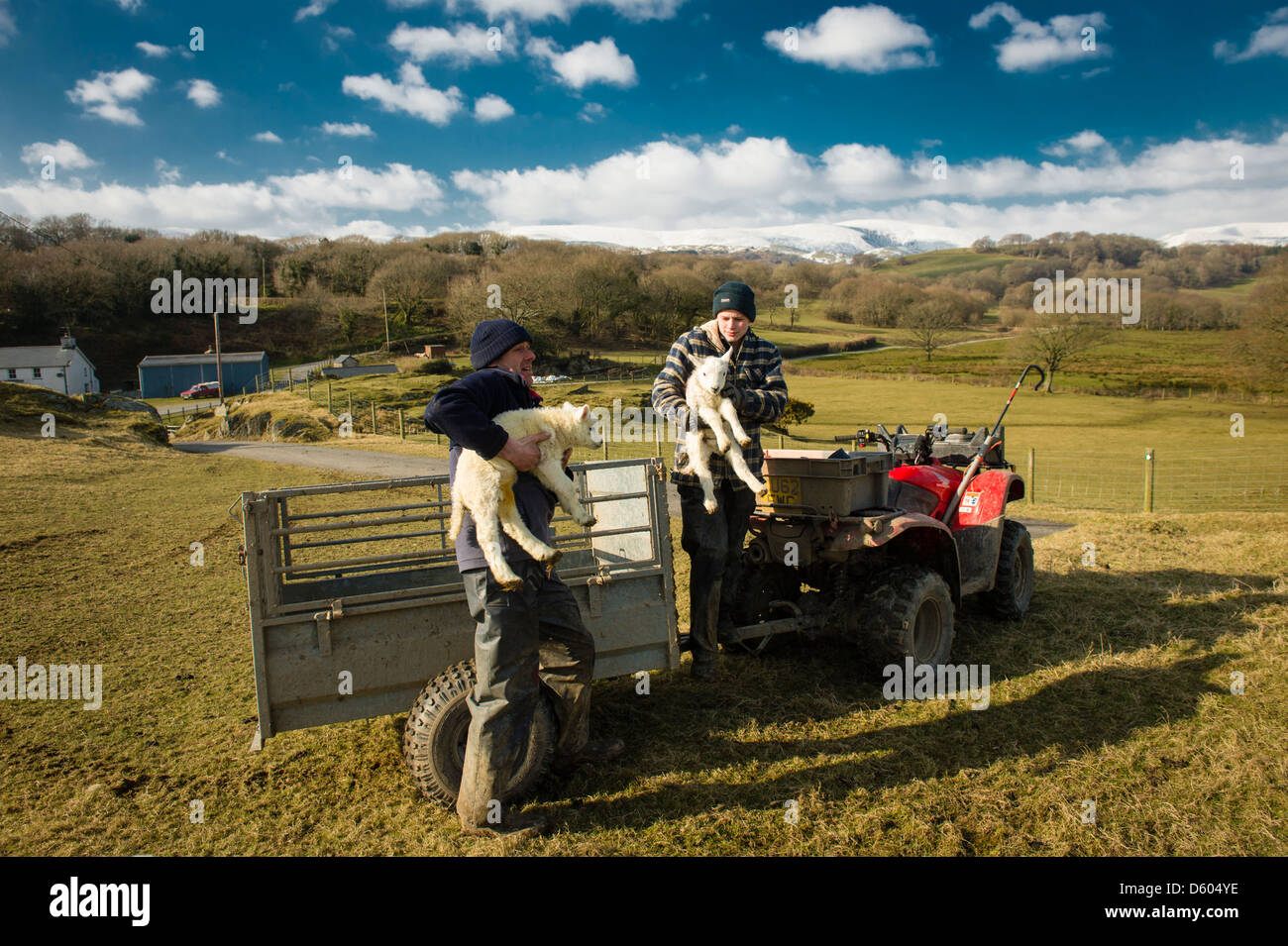 Un agriculteur et son fils tenant deux jeunes agneaux sur sa ferme de la vallée Dyfi de marais salants de Galles UK Banque D'Images