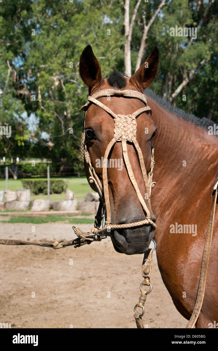 Selle Argentine Gaucho Pampa En Cuir + Bride Morsure - Artisanat Traditionnel