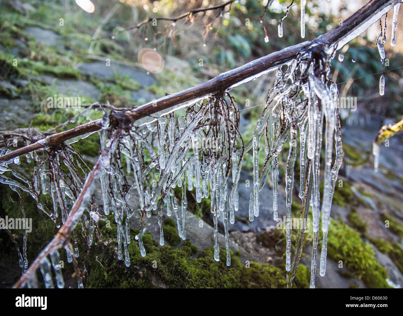 L'eau, la glace, congelé sur une branche d'un buisson. Banque D'Images