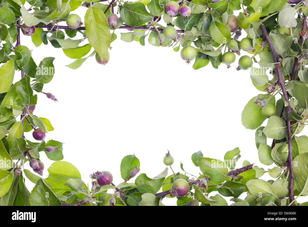 Apple vert châssis branches Banque D'Images