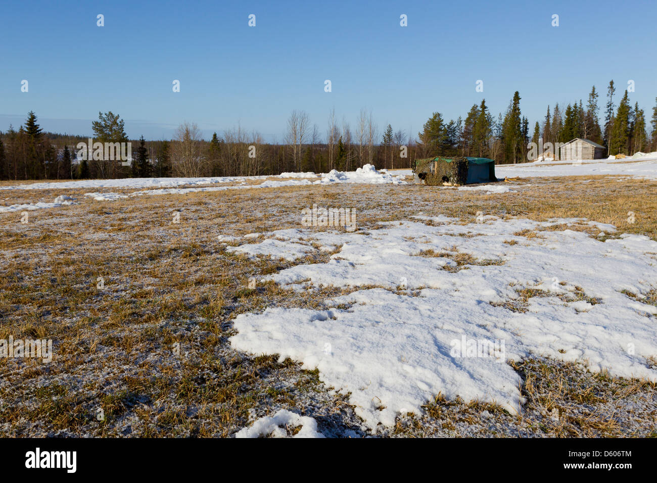 Masquer Mobile au tétras-lyre Lyrurus tetrix lek près de Kuusamo, Finlande en Apirl. Banque D'Images