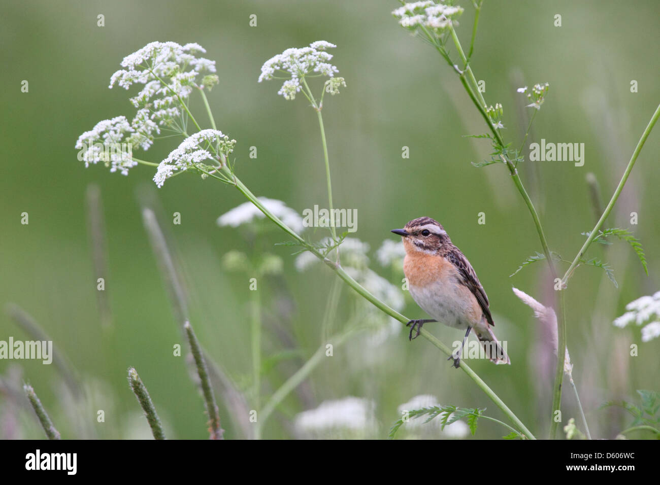 (Saxicola rubetra Whinchat), Europe Banque D'Images