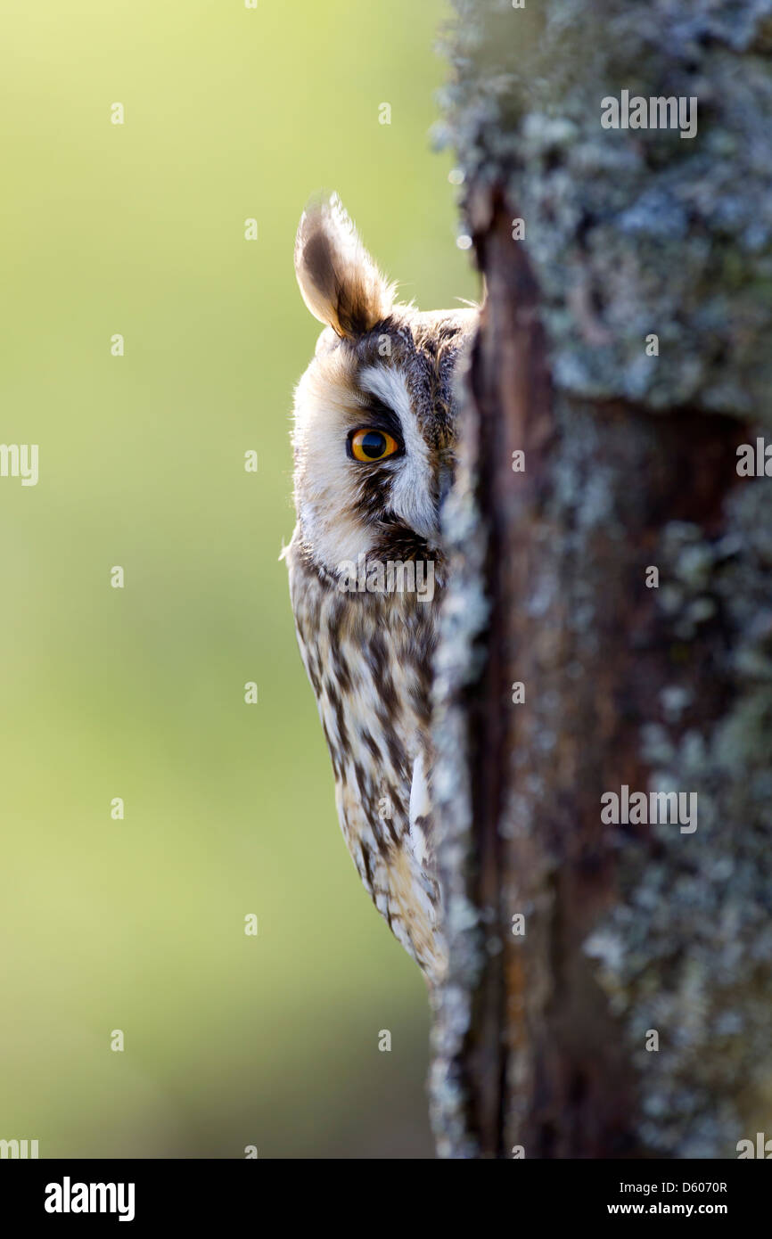 Long-eared Owl (Asio otus) en captivité au château d'arbre rond de peering Caereinion, Pays de Galles, Royaume-Uni en avril. Banque D'Images