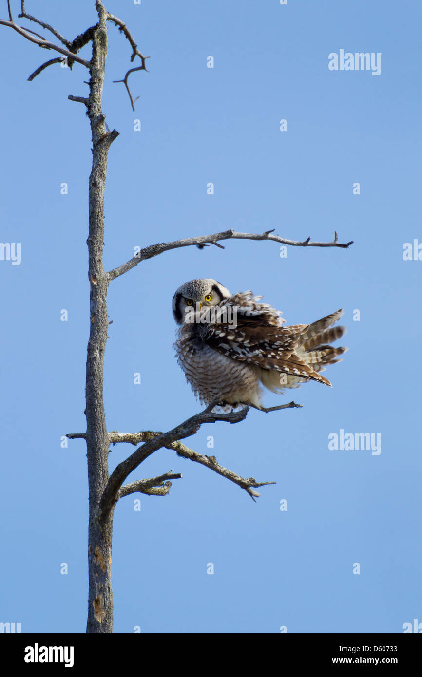 Chouette épervière Surnia ulula perché dans l'arbre au Parc National d'Oulanka, Kuusamo en avril. Banque D'Images