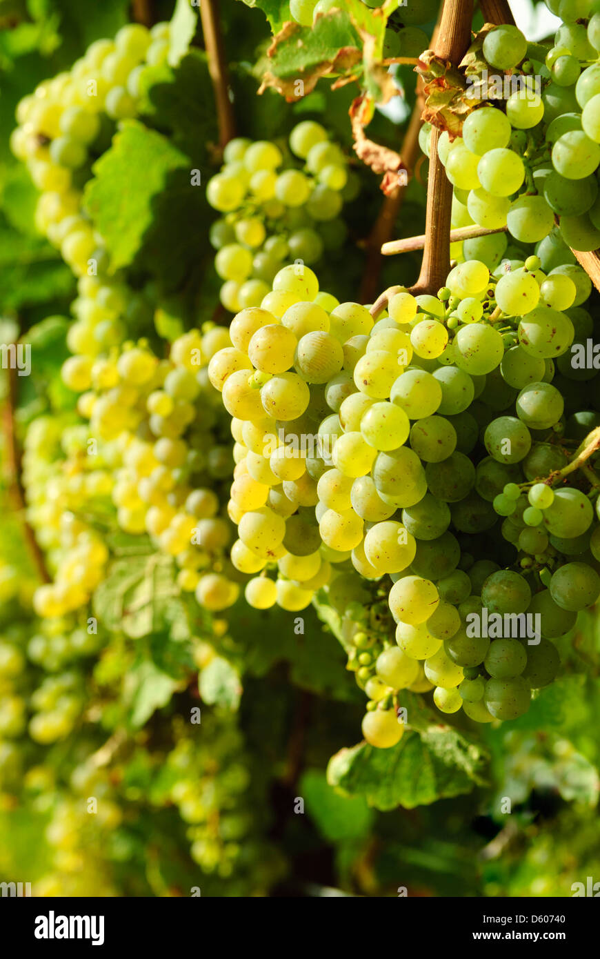 Raisins verts sur vigne, vignoble, Rhénanie-Palatinat, Allemagne, Europe Banque D'Images