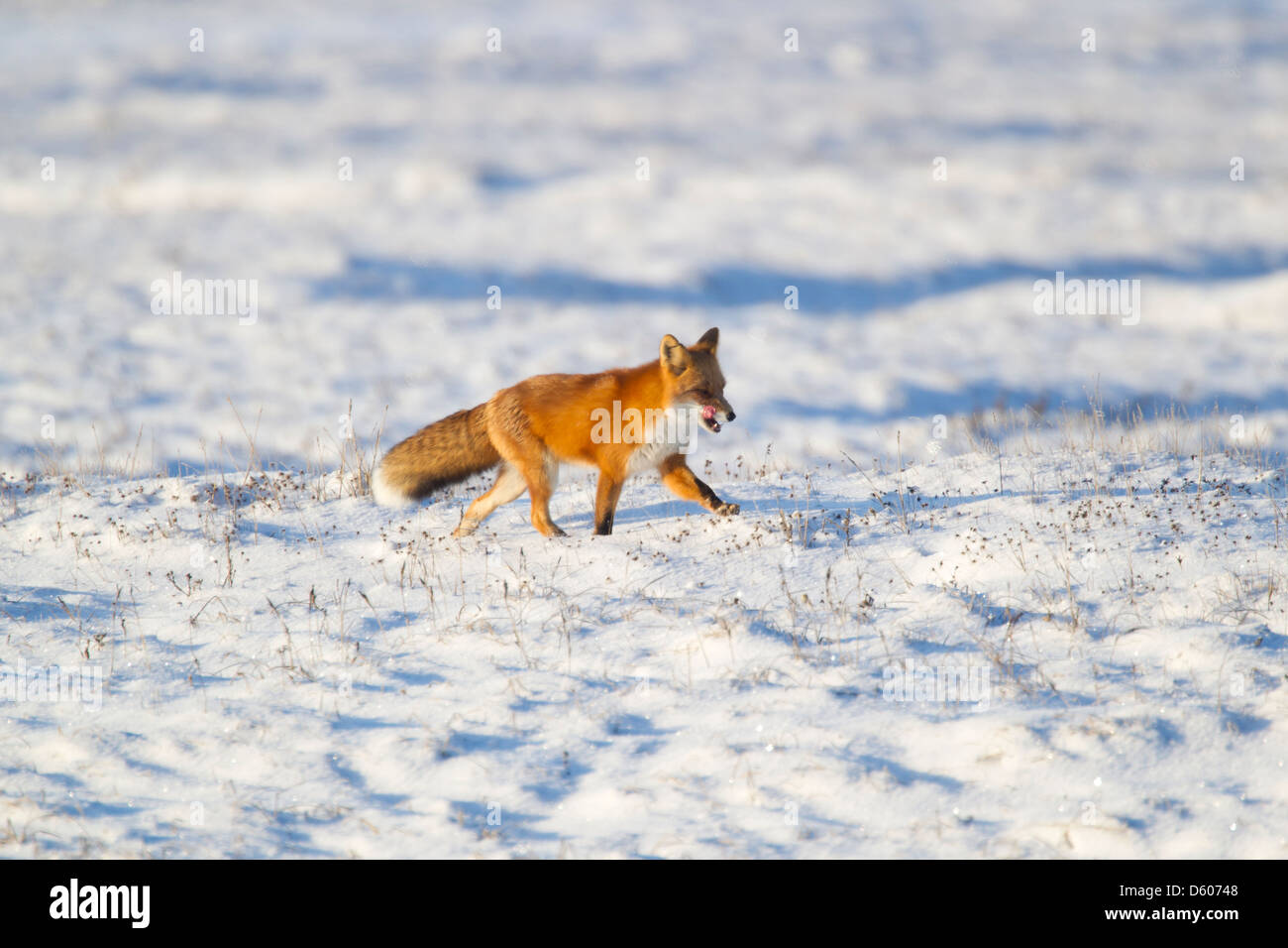 Le Renard roux Vulpes vulpes la chasse sur la toundra arctique près de Prudhoe Bay, en Alaska, en octobre. Banque D'Images