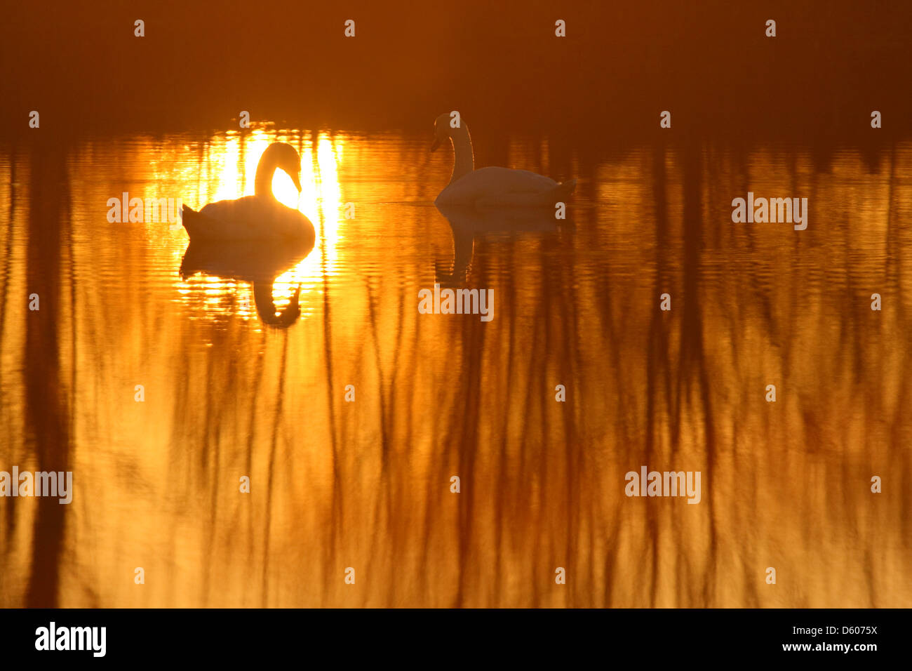 Paire d'swanäs muet (Cygnus olor) au coucher du soleil, de l'Europe Banque D'Images