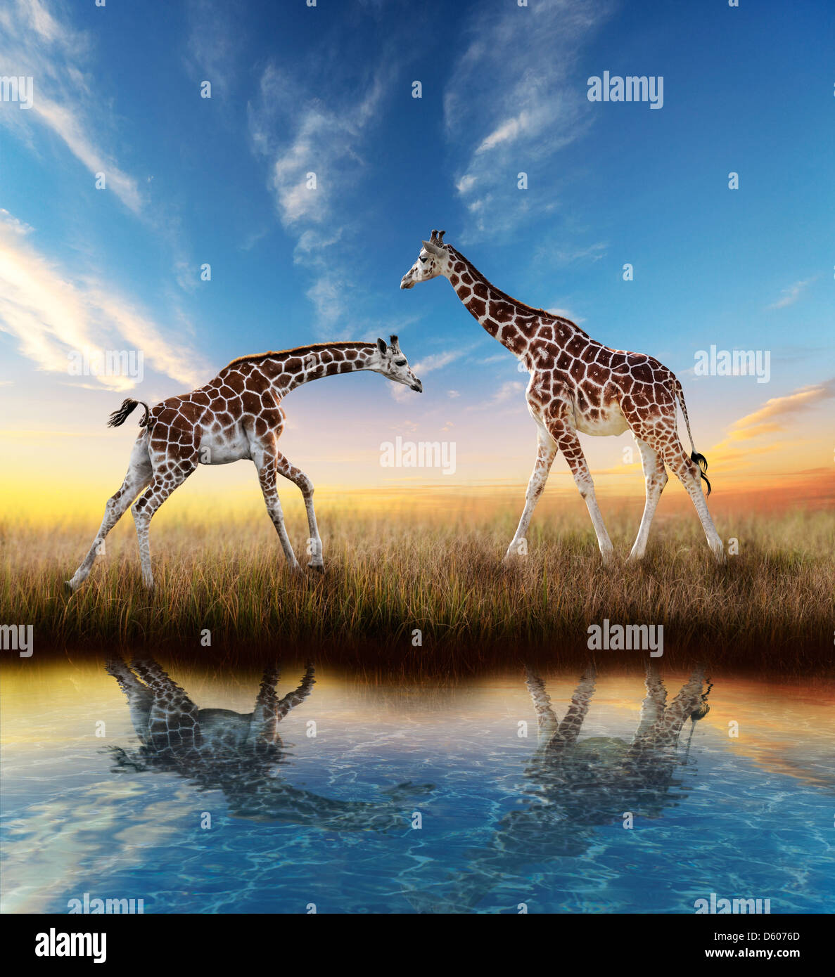 Deux Girafes au coucher du soleil avec de l'eau reflet Banque D'Images
