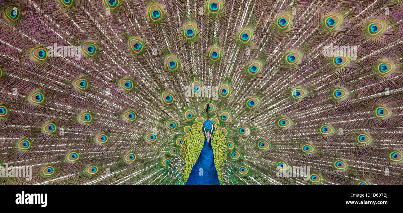 Vue rapprochée d'un granules Banque D'Images