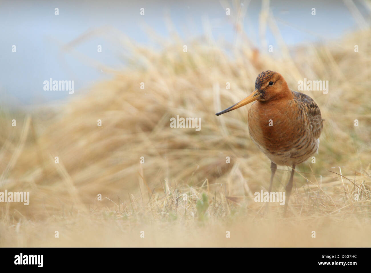 Barge à queue noire (Limosa limosa), Europe Banque D'Images