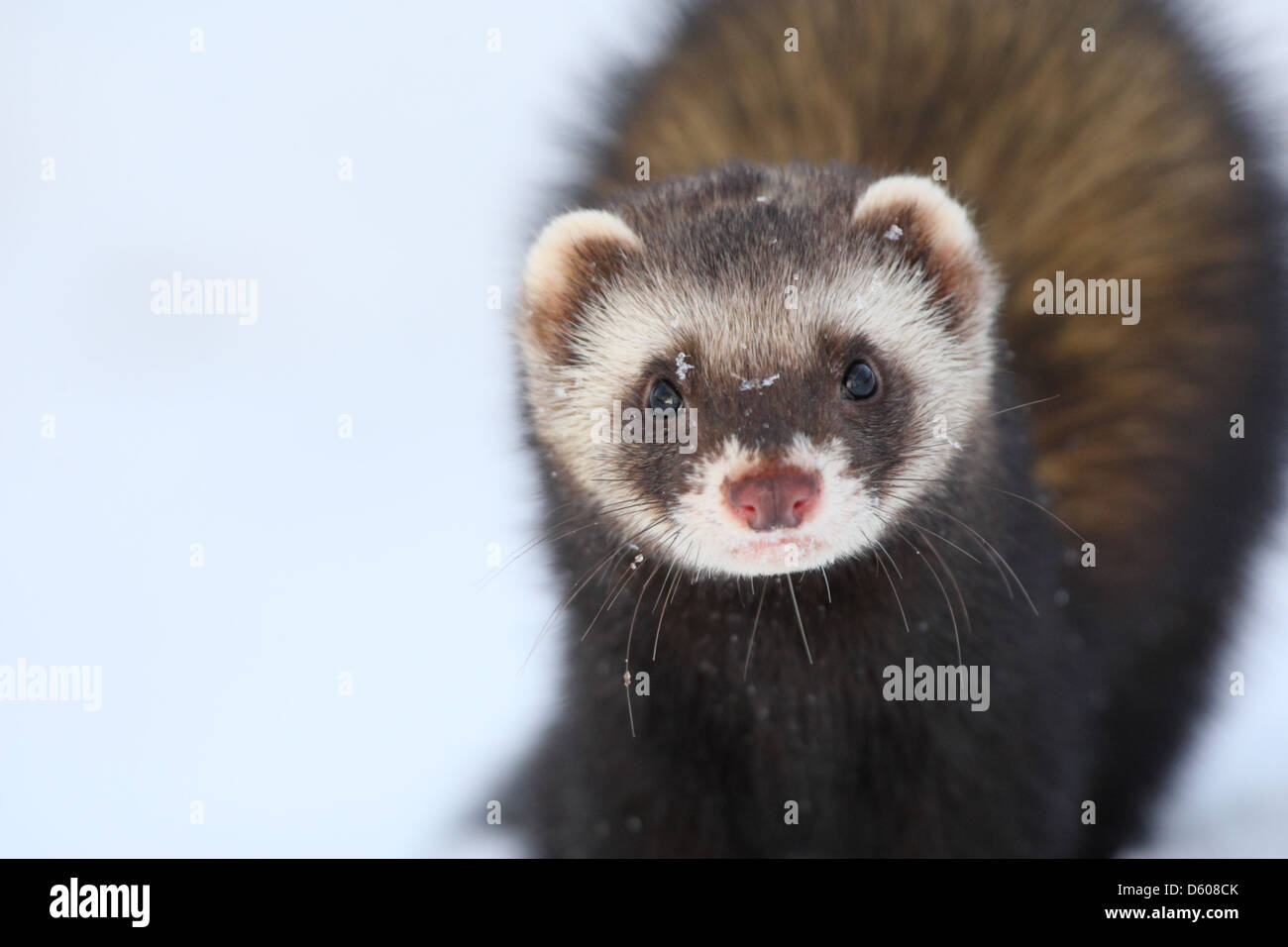 Portrait De Putois Sauvage Europeenne Mustela Putorius L Europe Photo Stock Alamy