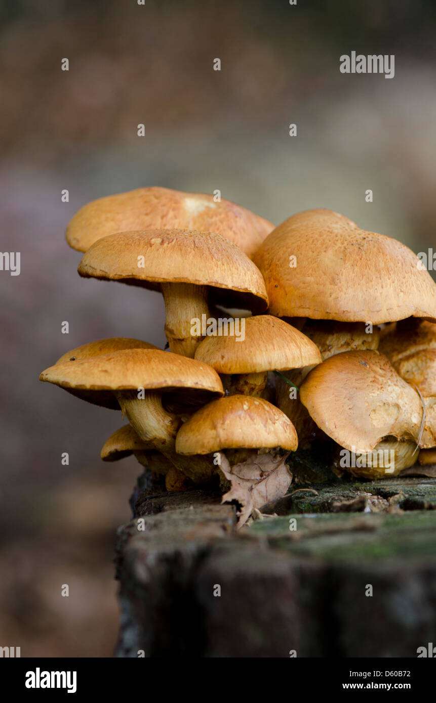 Touffe de soufre sur souche d'arbre. Banque D'Images