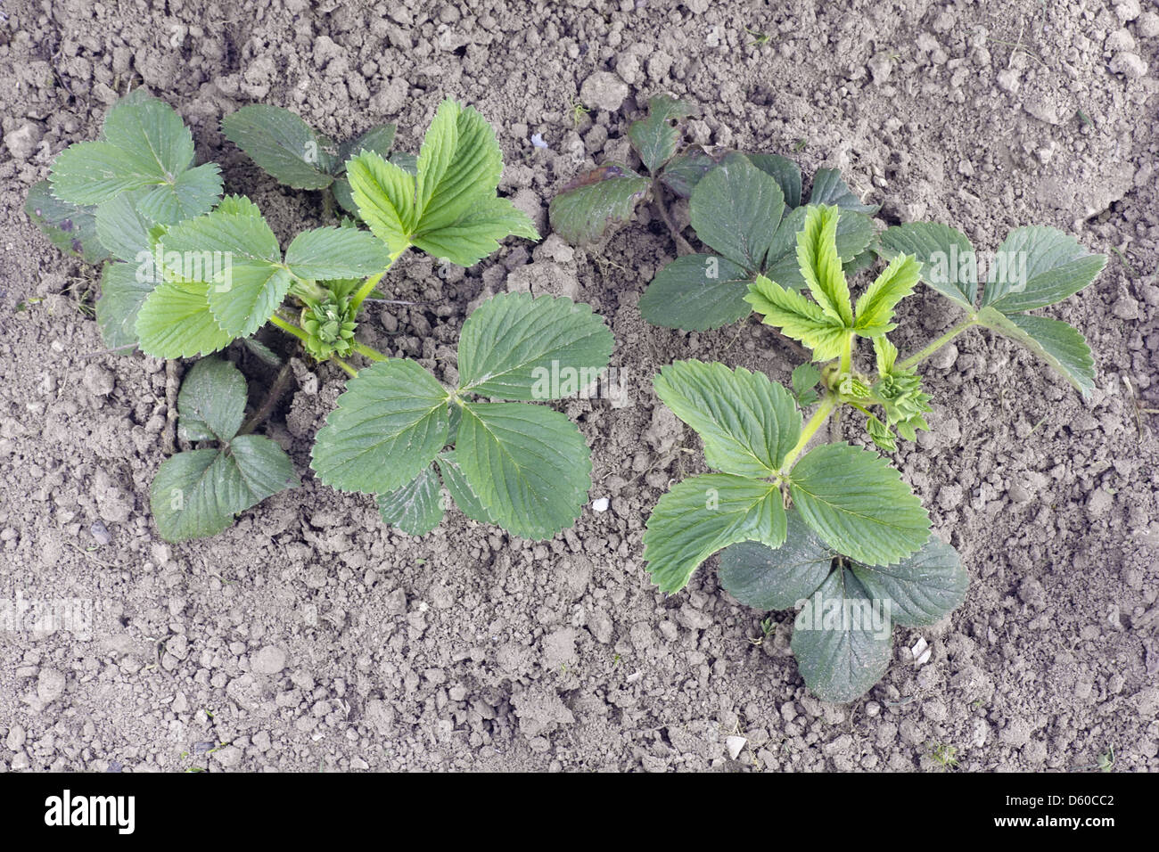 Plants de fraise Banque D'Images