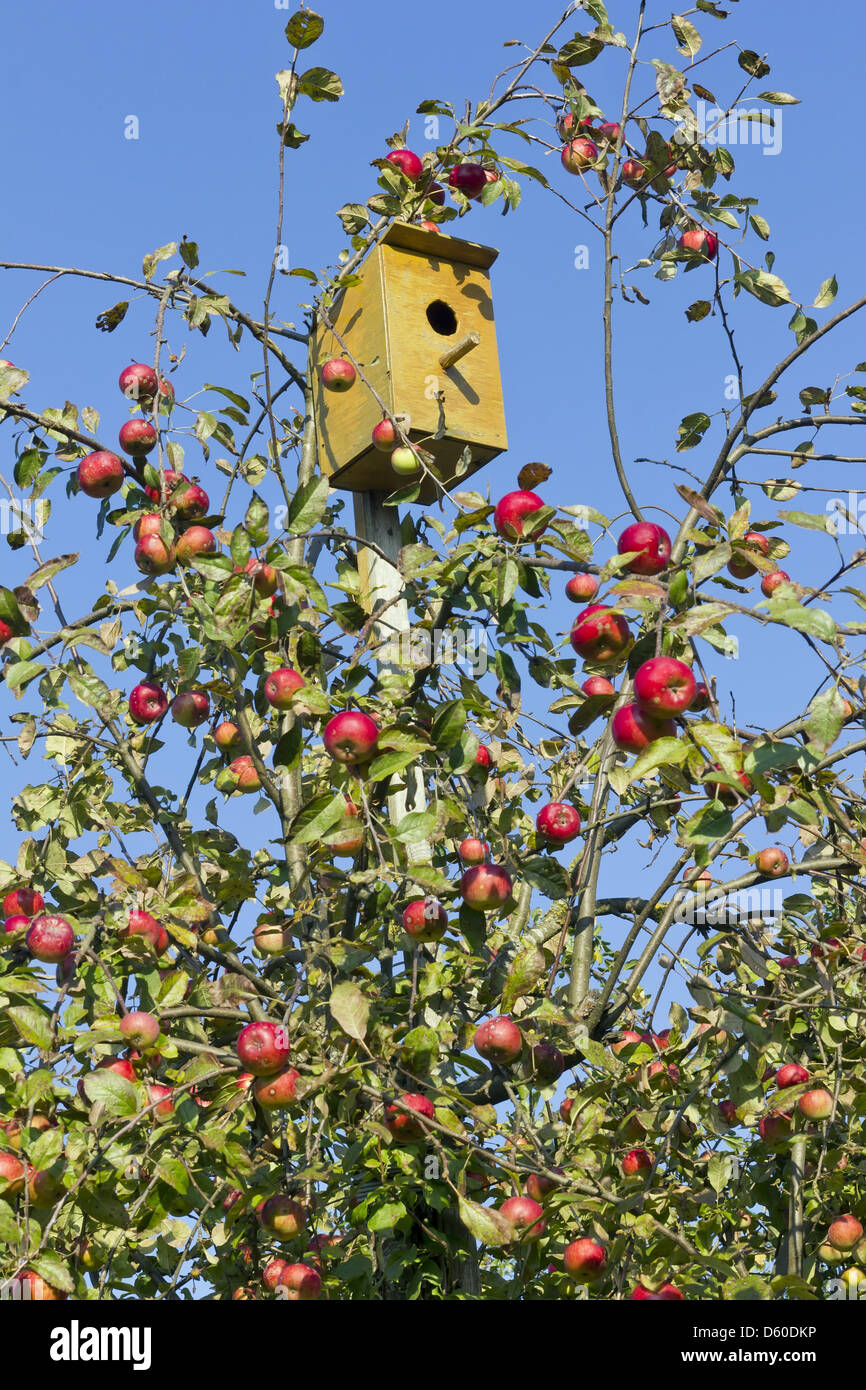 Petite maison pour les oiseaux Banque D'Images
