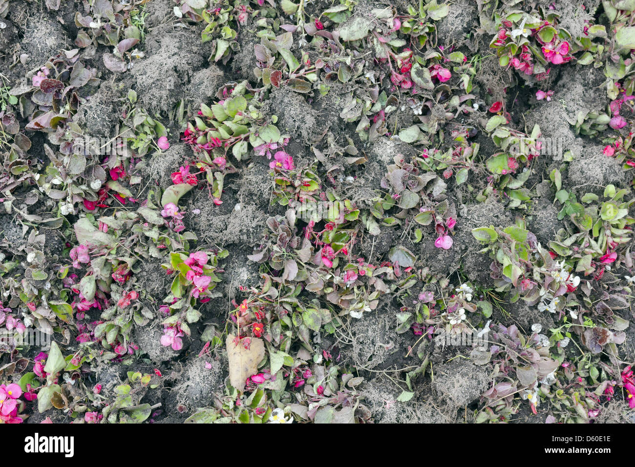 Floral background- fleurs d'automne et du sol Banque D'Images