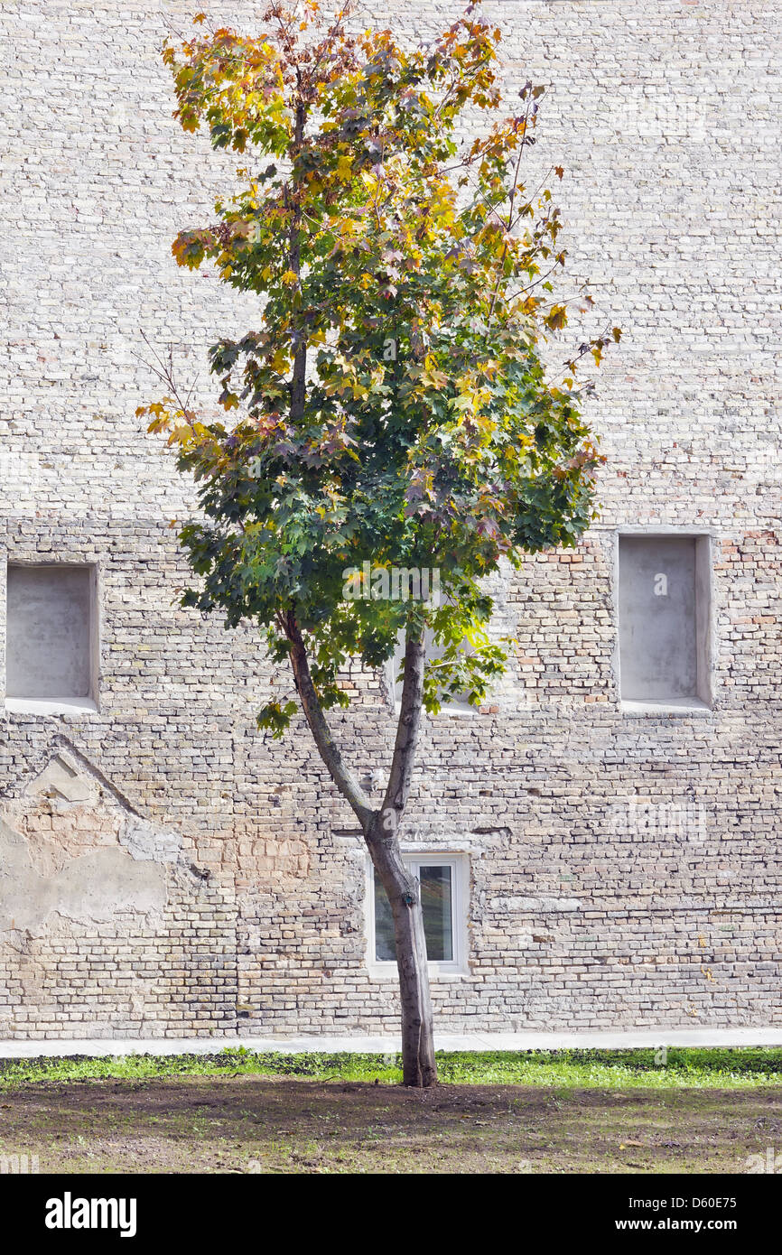 Lonely tree concept d'érable Banque D'Images