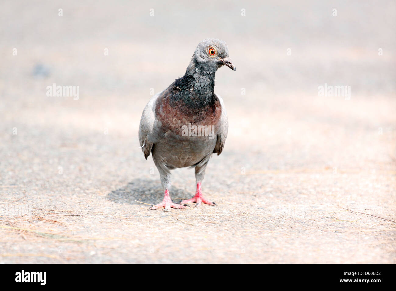 Le Pigeon d'oiseau,il en Thaïlande. Banque D'Images