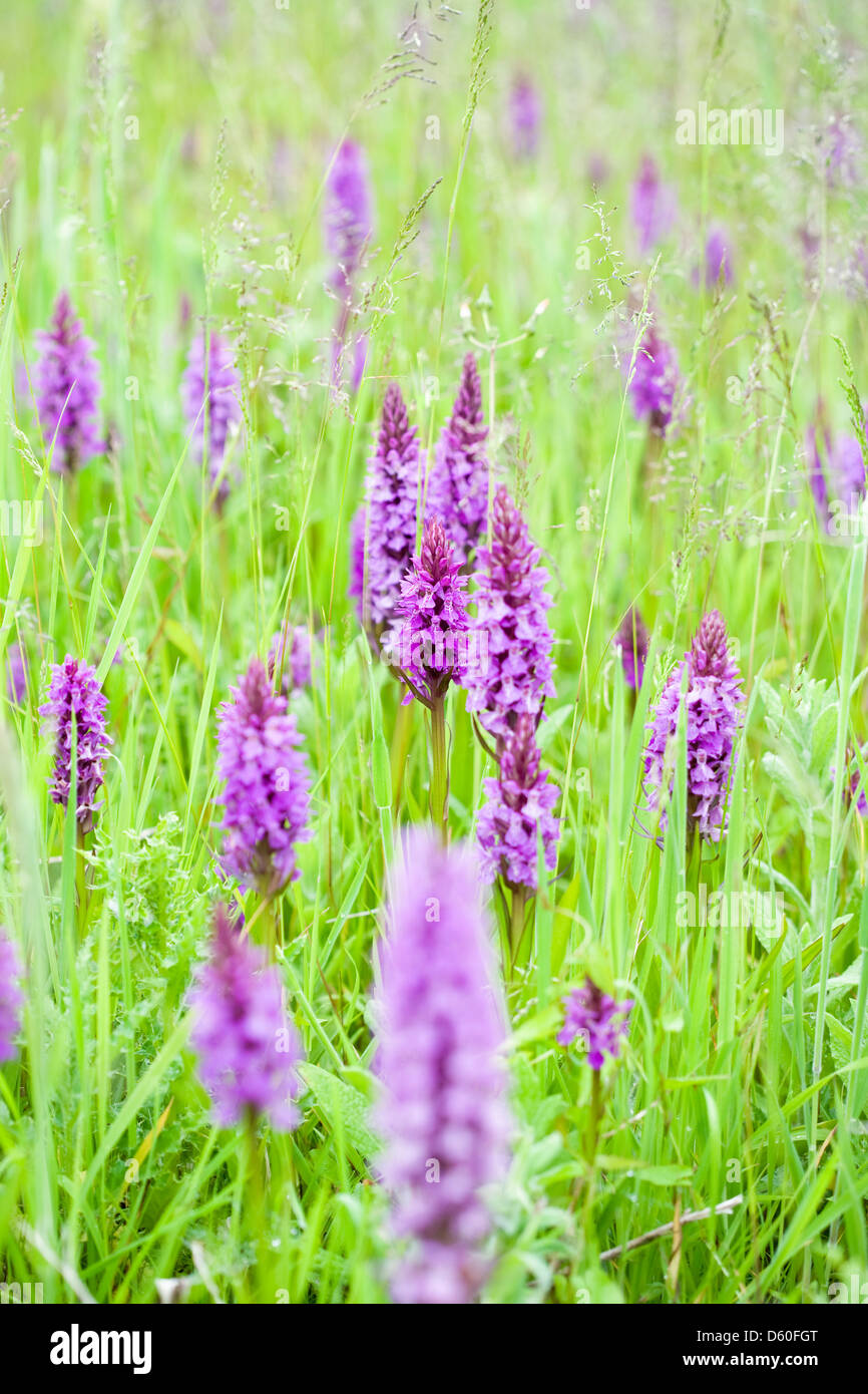 Marais du sud sur une prairie humide orchidées à Norfolk Banque D'Images