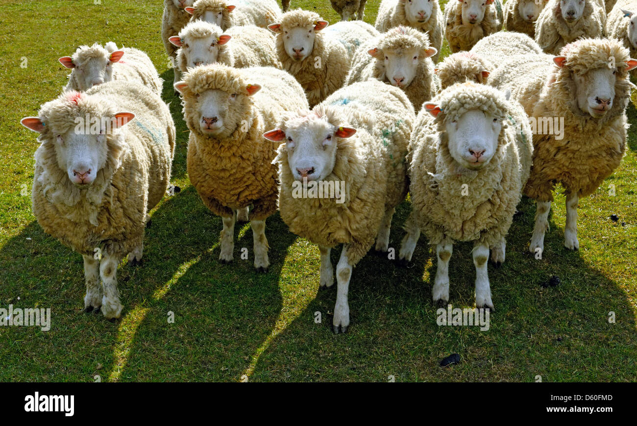 Troupeau de moutons près de Glastonbury, Somerset, Angleterre Banque D'Images