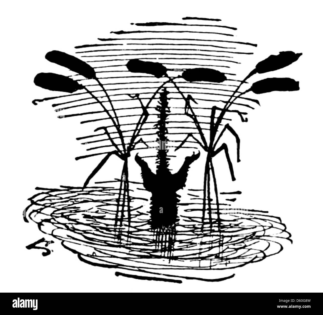 Une illustration de 1878 tirée de *The Story of a Cat*, présentant une silhouette de chat simple et élégante. L’image souligne la forme gracieuse et iconique du chat, caractéristique du style artistique de l’époque. Banque D'Images