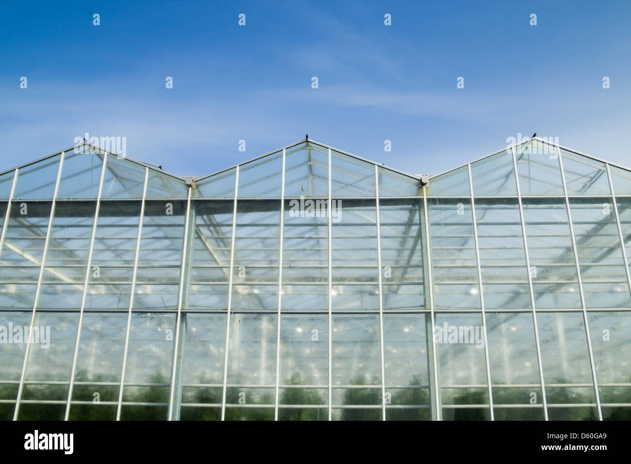 Billingham, Teesside, nord-est de l'Angleterre. ROYAUME-UNI. Avant le lever du soleil, survolez APS Growers 38 acres (15ha) de serres utilisées pour cultiver des tomates. Banque D'Images