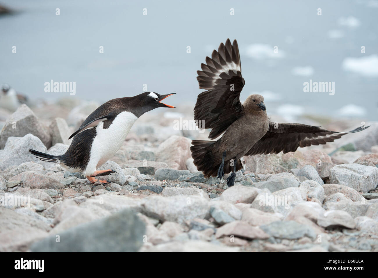 Gentoo pingouin, Pygoscelis papua, attaquant Sud Polar Skua, Stercorarius maccormicki. Neko Harbour, péninsule antarctique. Banque D'Images