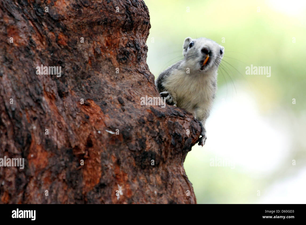 Les écureuils dans le parc, est de masquer la vue. Banque D'Images
